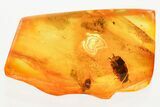 Detailed Fossil Cockroach (Blattodea) In Baltic Amber - Rare! #372601-1